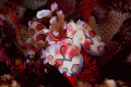   Harlequin Shrimp feeding sea starShot Fuji Velvia Slide using Nikon F90X 105mm Micro Lens Diopter  